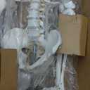 HADWYN Life Size Human Skeleton Model for Anatomy- Medical Human Skeleton Model with Nervous System 70.8 in with Rolling Stand for Medical Study and Display 3 Posters