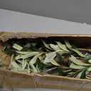 Faux Olive Tree 7ft Olive Trees Artificial Indoor with Natural Wood Trunk and Realistic Leaves and Fruits. 7 Feet(84in) Fake Olive Tree for Home House Office Decor.