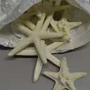 Jetec 24 Pcs Starfish Assorted Decor 3.14 Inch Starfish for Crafts Star Fish Shells Decorations Sand Dollar Ornament White Resin Star Fish Decorations for Wedding Beach Party Decor DIY Craft Supplies
