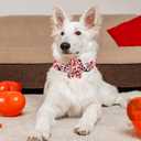 Lionheart glory Valentine's Day Dog Collar-Red Hearts Print Dog Collar with Flower for Small Dogs Spring Pink Cute Dog Bow Collars Female Puppy Collar Flowers Pet Gift