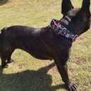 Serijoars Adjustable Martingale Dog Collar Heavy Duty Nylon Dog Collar for Medium Large Dogs Walking Training Boy and Girl Dogs (XL, Black)