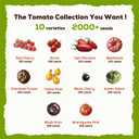2 x 10 Heirloom Tomato Seeds - Open Pollinated Seeds for Planting Home Garden - Beefsteak, Roma, San Marzano, Cherokee Purple, Cherry Tomato & More