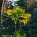 Windmill Palm in 3 Gal. Grower's Pot | Cold Hardy Tropical Tree | Low Maintenance | Drought Tolerant