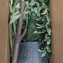 Olive Trees Artificial Indoor, 6FT Tall Faux Olive Tree with Lights Moss and Planter, Artificial Plants Indoor with Natural Wood Trunk and Lifelike Fruits, Fake Tree for Home Office Living Room Decor