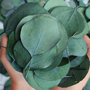 600 Pcs Real Dried Eucalyptus Leaves - Bulk Preserved Eucalyptus Green Leaves for Wedding DIY Wreath, Baby Shower, Cake Bouquet, Party Decor