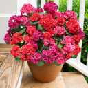Artificial Geranium Fake Flowers for Outdoors Decoration, 6 Bundles Silk Geraniums Flower UV Resistant Look Real Faux Plants for Front Door Garden Porch Planter Patio Balcony Yard Indoor Home, Mix (3-color Mixing(2 Fuchsia, 2 Red, 2 Hotpink))