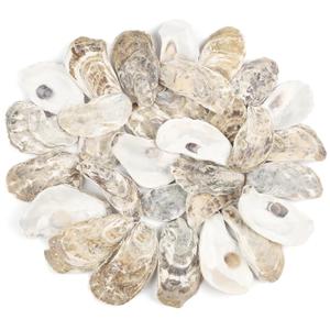 30 PCS Oyster Shells 2"-3" Small Oysters Shells Natural Oyster Seashells for Crafts Beach Theme Party Fish Tank and Vase Filler Home Decoration