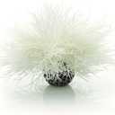 Sea Lily White (1 Count (Pack of 1))