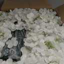 305PCS Ivory Hydrangea Artificial Flowers Bulk with Stems, Silk Fake Hydrangea Heads for Wedding Centerpieces, Home Decor, Outdoor Party, Table Arrangements, DIY, Bouquet