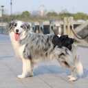 Reusable Dog Diapers Female 3 Pack Washable Highly Absorbent, Flexible, Leak-Proof for Dog Period, Heat Incontinence, Potty Training (Small)