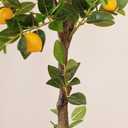 5ft Tall Artificial Lemon Tree with Fake Lemons Floor Plants Artificial for Decor Realistic to Indoor Home Office Fauxe Lemon Tree, Yellow