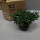 Artificial Bonsai Tree Juniper Faux Plants Indoor Fake Plants Decor with Ceramic Pots for Home Table Office Desk Bathroom Shelf Bedroom Living Room Farmhouse Decorations
