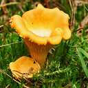 CEMEHA SEEDS Mushrooms Golden Chanterelle (Cantharellus cibarius) Mycelium Spores Spawn Dried Organic,500 Seeds