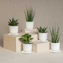 2Pcs Plant Saucer for Indoor 6 inch Instant Dry Plant Tray Diatomaceous Earth Round Plant Drip & Drainage Trays for Indoors, Off - White