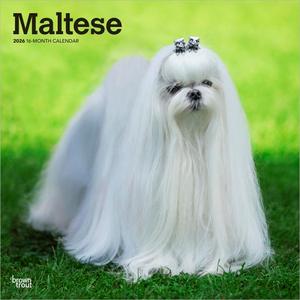 Maltese | 2026 12 x 24 Inch (Hanging) Monthly Square Wall Calendar | Plastic-Free | BrownTrout | Animals Small Dog Breeds
