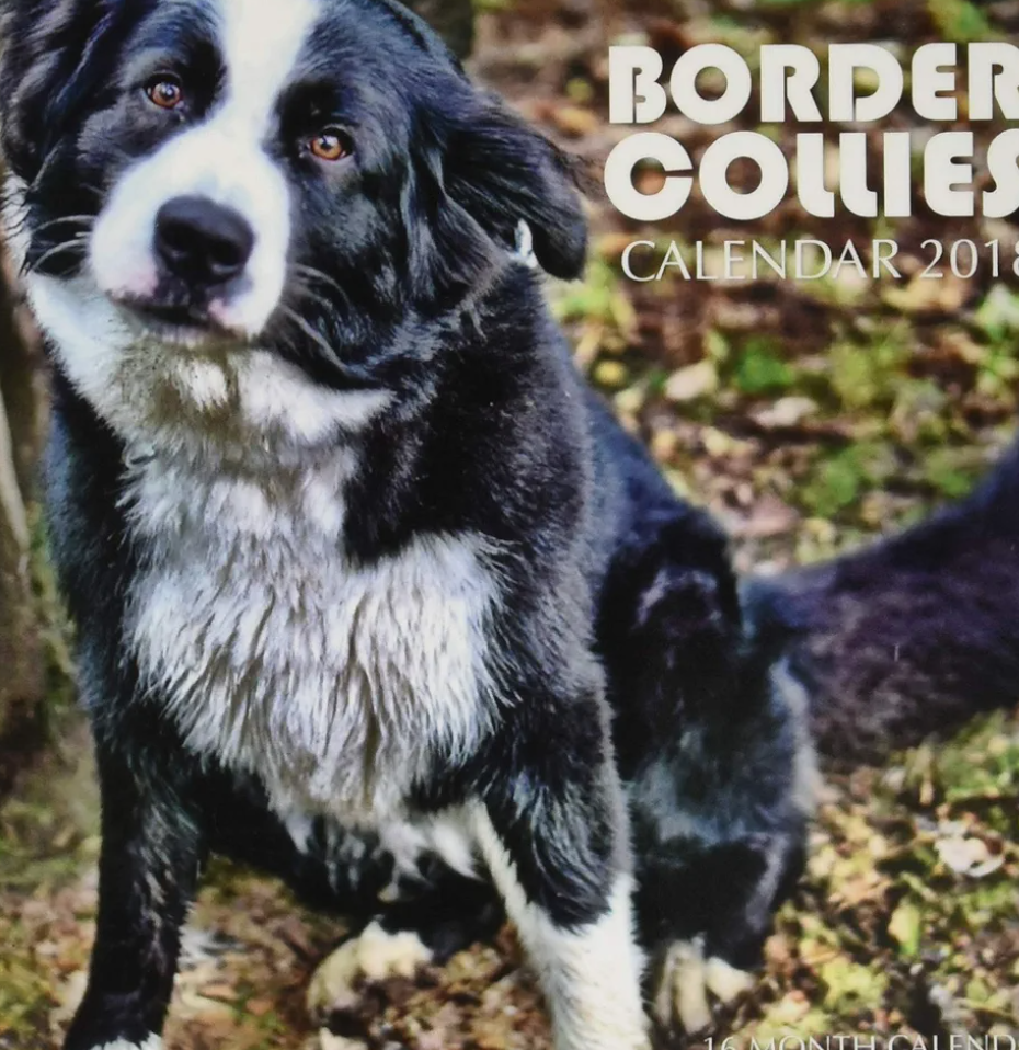 Border Collies Calendar 2018: 16 Month Calendar