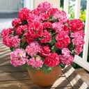 Artificial Geranium Fake Flowers for Outdoors Decoration, 6 Bundles Silk Geraniums Flower UV Resistant Look Real Faux Plants for Front Door Garden Porch Planter Patio Balcony Yard Indoor Home, Mix