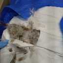 Feather Pillows Queen Size Set of 2 - Goose Down Hotel Bed Pillow for Sleeping, Soft 600 Thread Count Cotton Cover, Fluffy Support Surround Fill Polyester for Side, Back and Stomach Sleepers