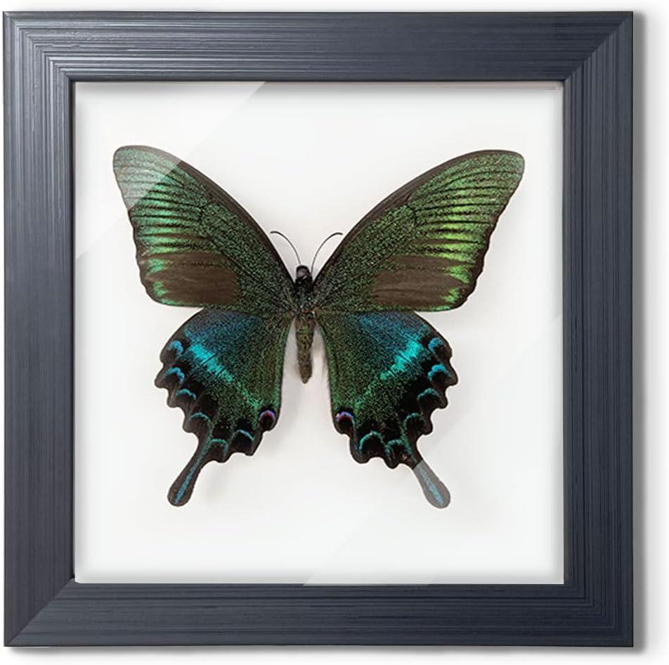 ITrixgan Taxidermy Framed Real Butterfly Taxidermy, Butterfly Specimen For Science Class Insect Lover, Gothic Home Decor Wall Decor, Taxidermia Goth Room Shelf Decor, Gothic Wall Art (Black)