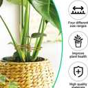 Climbing Plant Stem Support, Metal Gold Plant Stem Holders, Monstera Plant Growth Stakes Trellis for Indoor Outdoor Garden