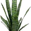 Artificial Snake Plant 22.5" Faux Agave Fake Sansevieria Artificial Potted Plants for Indoor and Outdoor Home Office Dcor (White Pot) : Home & Kitchen