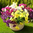 Fanfantoey Artificial Flowers for Outdoor, UV Resistant Fake Plants Outside Decoration, 14 Pcs Realistic Silk Morning Glory Faux Flowers for Porch Patio Gardens Home Decor(14, 4 Mixed) (4 Mixed(4 Fuchsia, 4 White, 4 Yellow, 2 Purple))
