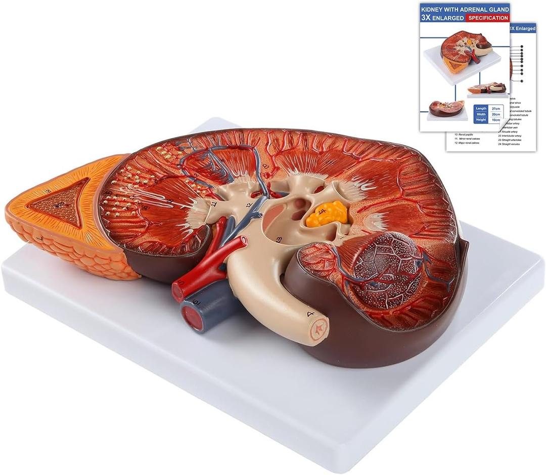 QzzXoq 3X Enlarged Kidney Model - PVC Human Kidney Anatomy Models Biology Demonstration Includes Anatomy of Adrenal Gland and Nephrons for Doctor's Offices, Medical Learning Resources