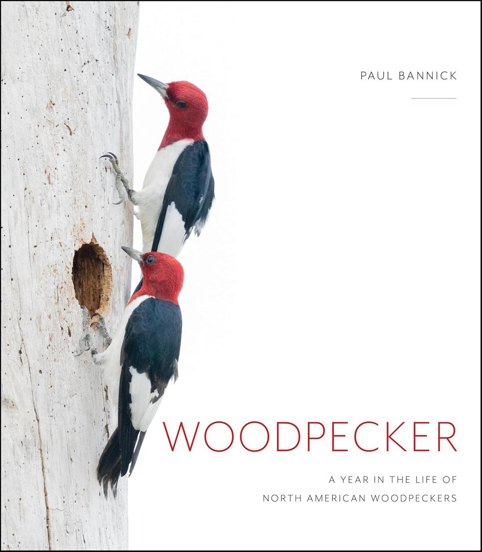 Woodpecker: A Year in the Life of North American Woodpeckers, Hardcover