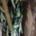 Realead 7ft Olive Trees Artificial Indoor, Tall Faux Olive Tree Plant for Modern Home Office Decor, Fake Potted Olive Silk Tree with Branches and Fruits