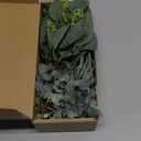 Janinka Mixed Eucalyptus Leaves Stems Bulk with White Seeds Artificial Silver Dollar Leaves Sprays Faux Oval for Wreath Garland Floral Bouquets Arrangement Wedding Greenery Decoration (20 Pcs)