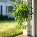 2 Pcs Artificial Spider Hanging Plant Artificial Bracketplant Chlorophytum Fake Greenery for Outdoor Porch Patio Window Shelf Office Garden Home Decor (Gold)