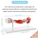 EVOTECH SCIENTIFIC Human Anatomical Muscular Arm Model, 7 Part Life Size Numbered Muscular Upper Limb Hand Model with Removable Muscles for Medical Physiology Study Teaching Includes Stand Poster