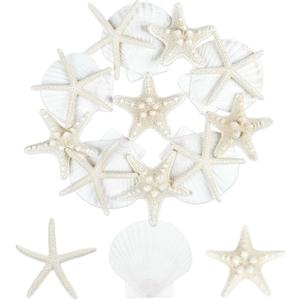 15 PCS Starfish and Scallop Shells, 2"-4" Natural Seashells White Seashells Large Seashells for Crafts Wedding Decor Beach Theme Party, Fish Tank and Vase Filler
