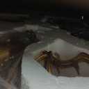 Pinkunn Large Reindeer Figurine Statues and Tree Set of 3-16 - 23''h Resin Gold Heavy Vintage Standing Reindeer Figurines Table Centerpieces for Fireplace Tree Skirt Mantel Shelf Home Decorations