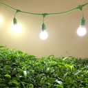 Miracle LED Sippa Sun Indoor Tea Grow Light Kit Home Grown Green, Black, Oolong Tea Absolute Daylight Full Spectrum Replace 100W Grow Bulbs & 4-Socket Corded Fixture with Timer (4-Pack)