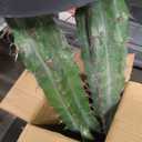 Artificial Cactus Fake Big Cactus 36 Inch Faux Cacti Plants for Home Garden Office Store Decoration