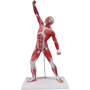 Ultrassist Human Anatomy Muscle Model, 20 Muscular System Figure, Professional Human Muscular Structure for Medical Training and Clinical Demonstration
