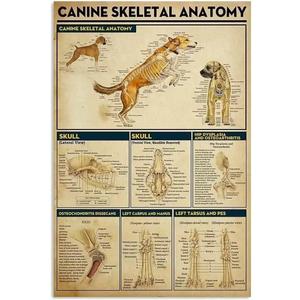 Canine Skeletal Anatomy Knowledge Metal Tin Sign Funny Science Posters School Education Farm Living Room Bathroom Kitchen Home Art Wall Decoration Plaque