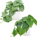 Der Rose 2Pcs Small Fake Plants Artificial Mini Faux Plants for Bathroom Office Desk Shelf Table Accessories Decor Indoor, White