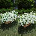 HyeFlora Artificial Flowers for Outdoors Fake Plants Outside Decoration, 12 Bundles Silk White Morning Glory UV Resistant Look Real Faux Flowers for Planter Front Door Porch Patio Yard Gardens Balcony