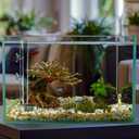 2 x 8 Pcs Shrimp Feeding Tube and Dish,Clear l Glass Fish Feeder Tube Tray for Plant Holder for Aquarium,Fish Tank Feeding Tray (8 inch)