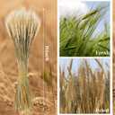 Geosar 600 Stems Dried Wheat Stalks for Decor Natural Wheat Grass Sheaves Bundle Farmhouse Artificial Flowers Arrangement for DIY Wedding Table Home Centerpieces Party Decorative (16 Inch)