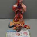 EVOTECH SCIENTIFIC 2025 New Human Body Deluxe Musculature Model, 16 Pcs Removable 17 inch Human Torso Anatomy Model with Heart Head Skull Brain Skeleton Model for Medical Student, Lab & Classroom Use