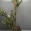Kazeila Artificial Olive Tree 6FT Tall Faux Silk Plant for Home Office Decor Indoor Fake Potted Tree with Wood Branches and Fruits