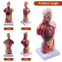 breesky 10.5inch Medical Torso Human Body Model Anatomy Doll 15 Removable Parts Education Organs Model for Teaching Study Class Students