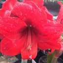 Amaryllis Red Lion Growing Kit. Includes: Big Red Lion Bulb, Plastic Pot and Saucer, and Professional Growing Medium