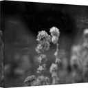 Art Wall Puff Wrapped Canvas Art by Mark Ross, 14 by 18-Inch