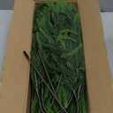 Consevisen Norfolk Pine Stems, 24 Inch Realistic Touch Artificial Pine Branches, 9-Branch Full Faux Christmas Greenery Picks for Vases Cedar Wreaths Garland Indoor Outdoor Christmas Decoration, 6Pcs