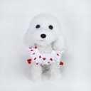 Dog Red Sweat Heart Birthday Party Outfit Clothes Fleece Medium Large Puppy Pet Clothing Size XS S M L XL
