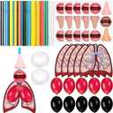 Libima 24 Sets Lung Model Respiratory System Model Toys Science Classroom Study Display Biologic Anatomy Doll and Human Body Puzzle Learning Homeschool Preschool Early Childhood Teaching Aid